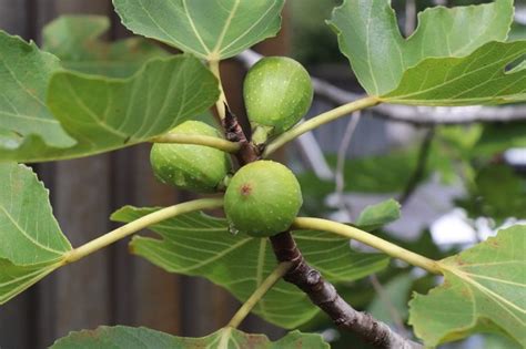 無花果 寓意|イチジク（無花果）の花言葉｜種類、花の特徴、名前 